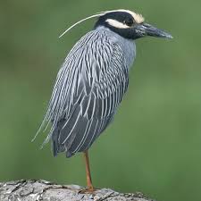 Image result for heron