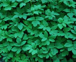 Attēlu rezultāti vaicājumam “Aegopodium podagraria leaf”