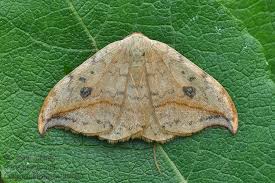 Attēlu rezultāti vaicājumam “Drepana falcataria”