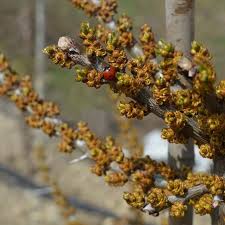 Attēlu rezultāti vaicājumam “Hippophae rhamnoides male flower”