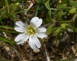 Attēlu rezultāti vaicājumam “Cerastium arvense flower”