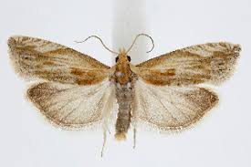 Attēlu rezultāti vaicājumam “Eucosma aspidiscana”