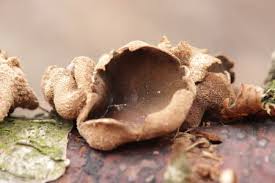 Attēlu rezultāti vaicājumam “Encoelia furfuracea”