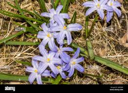 Attēlu rezultāti vaicājumam “Scilla luciliae”