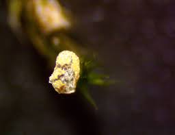 Attēlu rezultāti vaicājumam “Physarum bryomacrocarpum sessile”