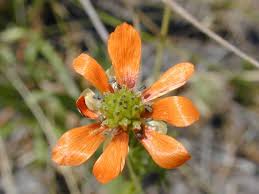 Image result for Adonis aestivalis