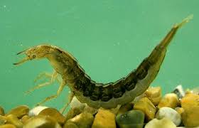 Attēlu rezultāti vaicājumam “Dytiscus sp. larva”