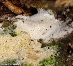 Attēlu rezultāti vaicājumam “Ceriporia viridans”