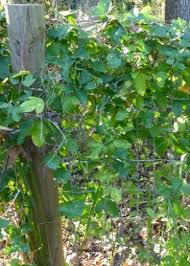 Attēlu rezultāti vaicājumam “Stemonaria irregularis macro”