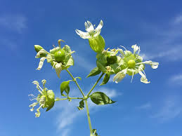 Attēlu rezultāti vaicājumam “Silene baccifera”