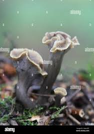 Attēlu rezultāti vaicājumam “Pseudocraterellus”