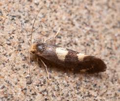 Attēlu rezultāti vaicājumam “Incurvaria oehlmanniella”