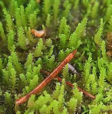 Attēlu rezultāti vaicājumam “Lophozia ascendens”