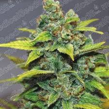 Resultado de imagen para la marihuana channel