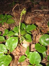 Attēlu rezultāti vaicājumam “Orthilia secunda leaf”