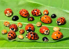 Attēlu rezultāti vaicājumam “Coccinellidae”