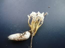 Attēlu rezultāti vaicājumam “Cordyceps polyarthra”