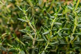 Image result for Thymus vulgaris