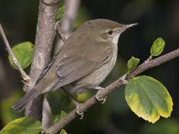 Attēlu rezultāti vaicājumam “Acrocephalus dumetorum”