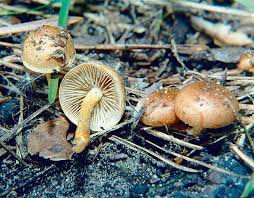 Attēlu rezultāti vaicājumam “Pholiota heteroclita”