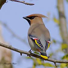 Attēlu rezultāti vaicājumam “Bombycilla garrulus adult”