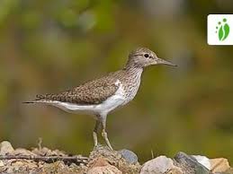 Attēlu rezultāti vaicājumam “Actitis hypoleucos”