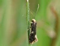 Attēlu rezultāti vaicājumam “Monopis weaverella”