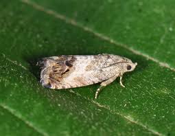 Attēlu rezultāti vaicājumam “Cydia splendana”