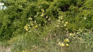Attēlu rezultāti vaicājumam “Sisymbrium altissimum leaf”