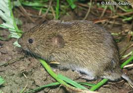 Attēlu rezultāti vaicājumam “Microtus agrestis”