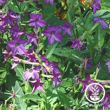 Image result for Nicotiana x sanderae `Perfume`F1