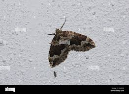 Attēlu rezultāti vaicājumam “Lampropteryx suffumata”