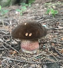 Attēlu rezultāti vaicājumam “Boletus pinophilus”