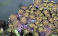 Attēlu rezultāti vaicājumam “Lamproderma gulielmae stalked”