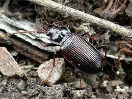 Attēlu rezultāti vaicājumam “Nebria brevicollis”