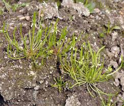 Attēlu rezultāti vaicājumam “Myosurus minimus”