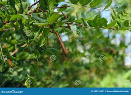 Attēlu rezultāti vaicājumam “Caragana arborescens fruit”