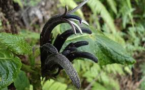 Attēlu rezultāti vaicājumam “Campanulaceae”
