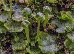 Attēlu rezultāti vaicājumam “Conocephalum salebrosum”