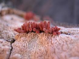 Attēlu rezultāti vaicājumam “Arcyria denudata young”