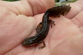 Attēlu rezultāti vaicājumam “Triturus vulgaris”