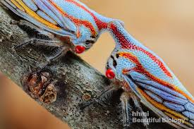 Attēlu rezultāti vaicājumam “Ophiotheca chrysosperma macro”