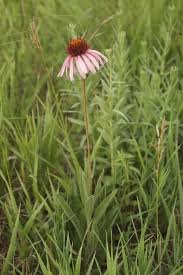 Image result for Echinacea angustifolia