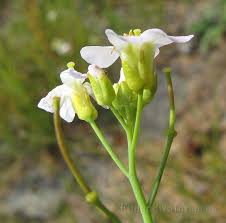 Attēlu rezultāti vaicājumam “Cardaminopsis arenosa flower”