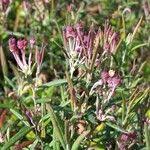 Attēlu rezultāti vaicājumam “Andromeda polifolia fruit”