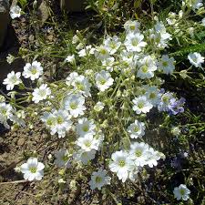 Attēlu rezultāti vaicājumam “Cerastium arvense flower”