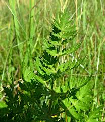 Attēlu rezultāti vaicājumam “Libanotis montana”