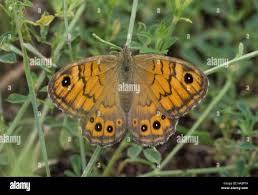 Attēlu rezultāti vaicājumam “Lasiommata megera”