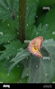 Attēlu rezultāti vaicājumam “Puccinia urticata”