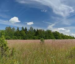Attēlu rezultāti vaicājumam “Briza media fruit”